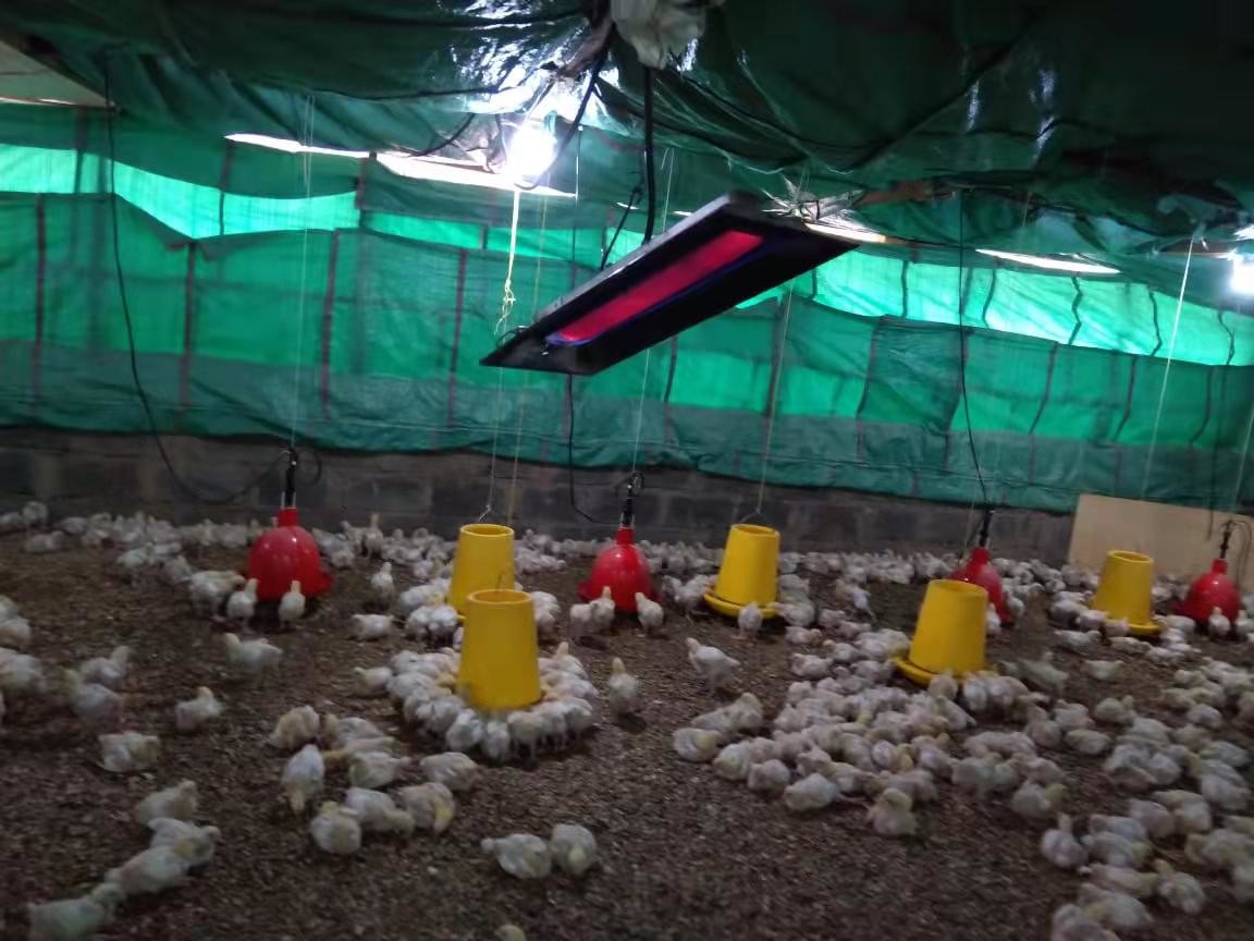 Automatic LPG Gas Brooder Heater For Chick Piglet Birds Poultry Farm
