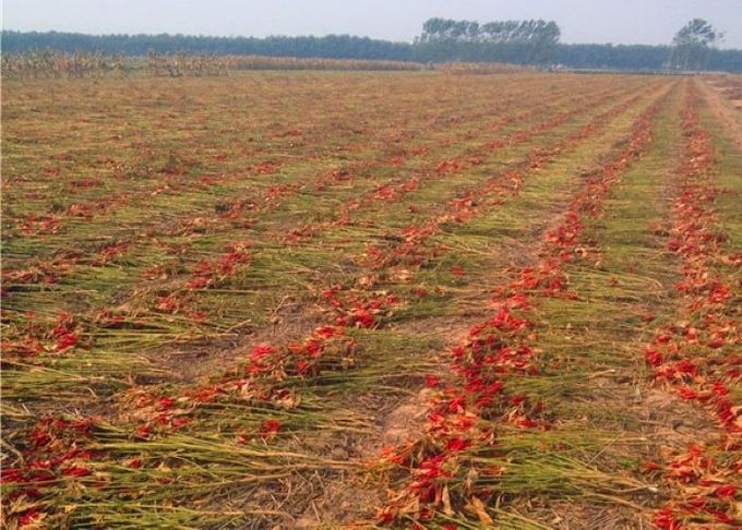 Zero Addition Small Red Dried Chillies Premium 10KG Tianjin Peppers