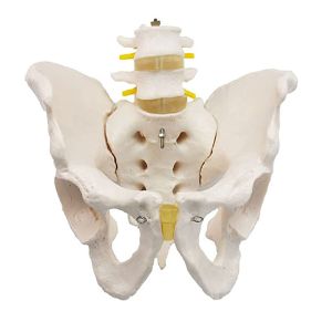 China Medical Teaching Pvc Pelvis Anatomy Model With 2pcs Lumbar Vertebrae on sale