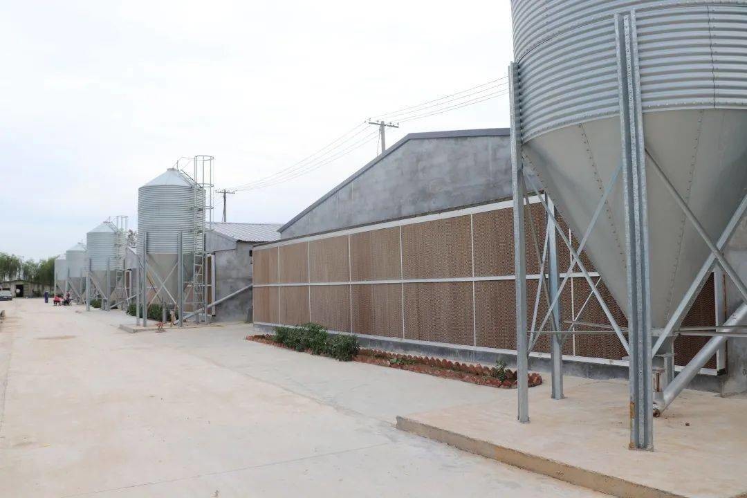 Galvanized Full Antomatic Steel Poultry Farm Shed Bird House Prefabricated
