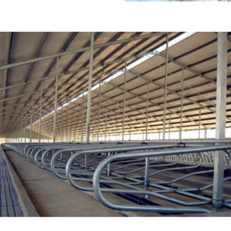 Cow Livestock Equipment Metal Cast Iron and Stainless Steel Welded for Quick Results