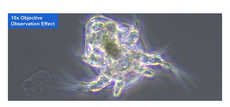 Binocular Wide Field Fluorescence Microscopy A16.2614 40X - 1600X Magnification