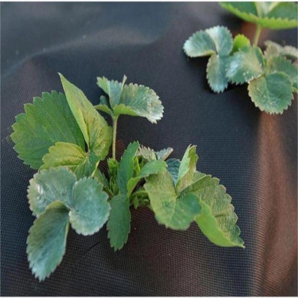 Waterproof 80g Weed Barrier Fabric 50g/M2x1mx25m