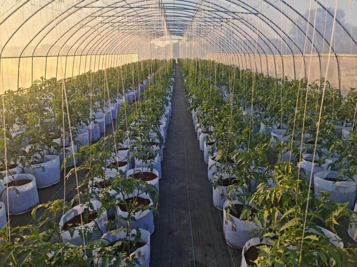 High Quality Clear UV Resistant Greenhouse Film Plastic Agriculture For Strawberry Flower Hydroponic