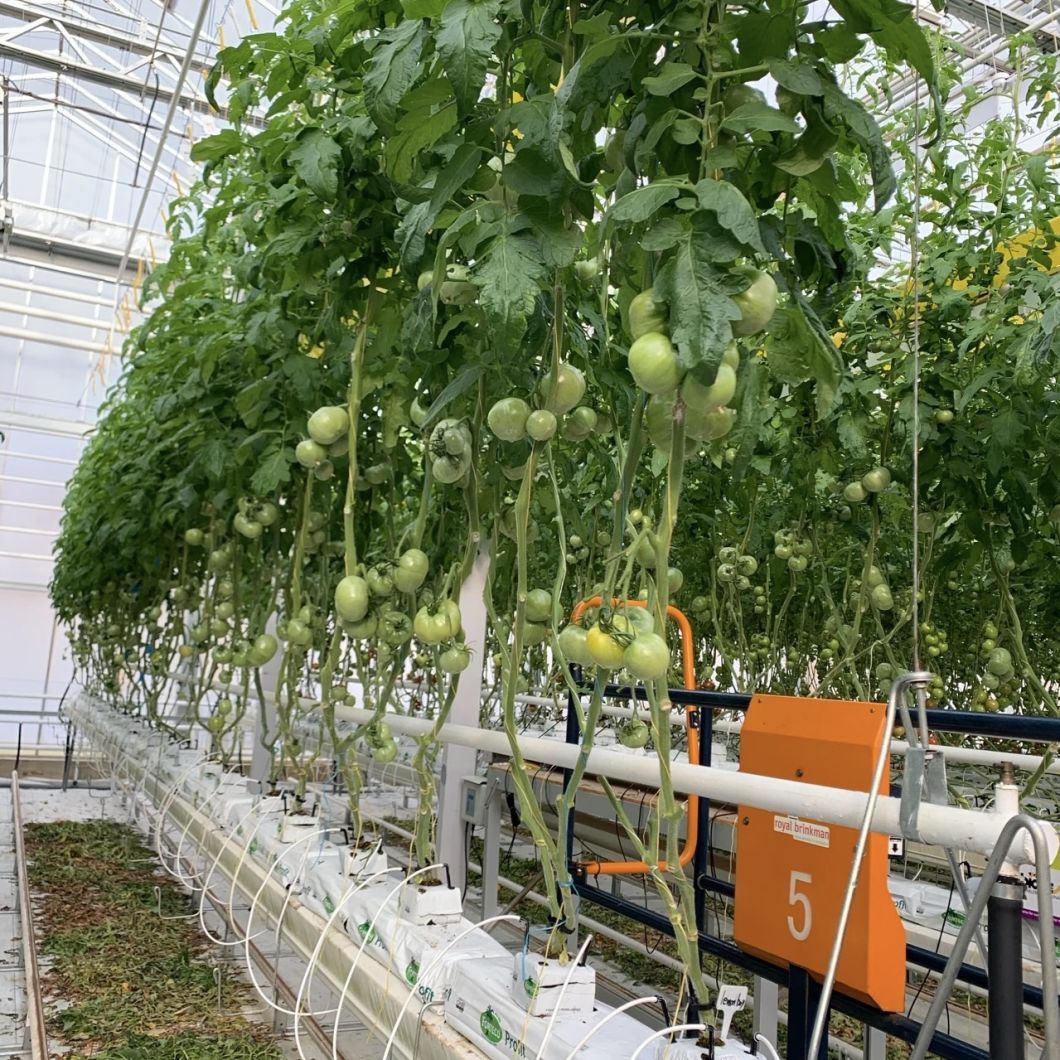 Shading Screen Glass Greenhouse Hydroponic System