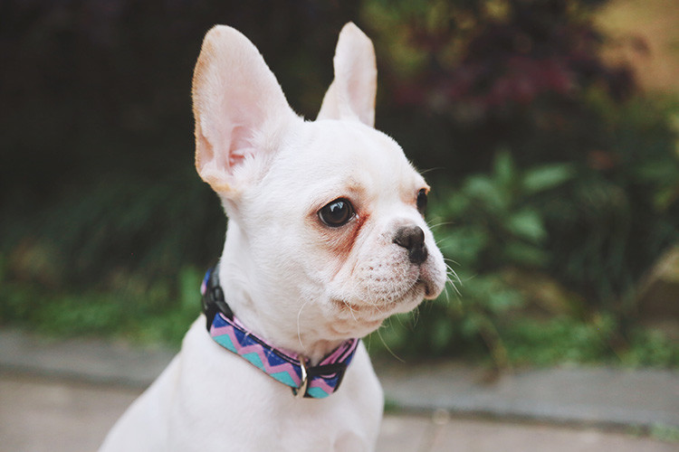Adjustable Dog Walking Collars And Leashes Rainbow Girl Newborn Puppy Collar
