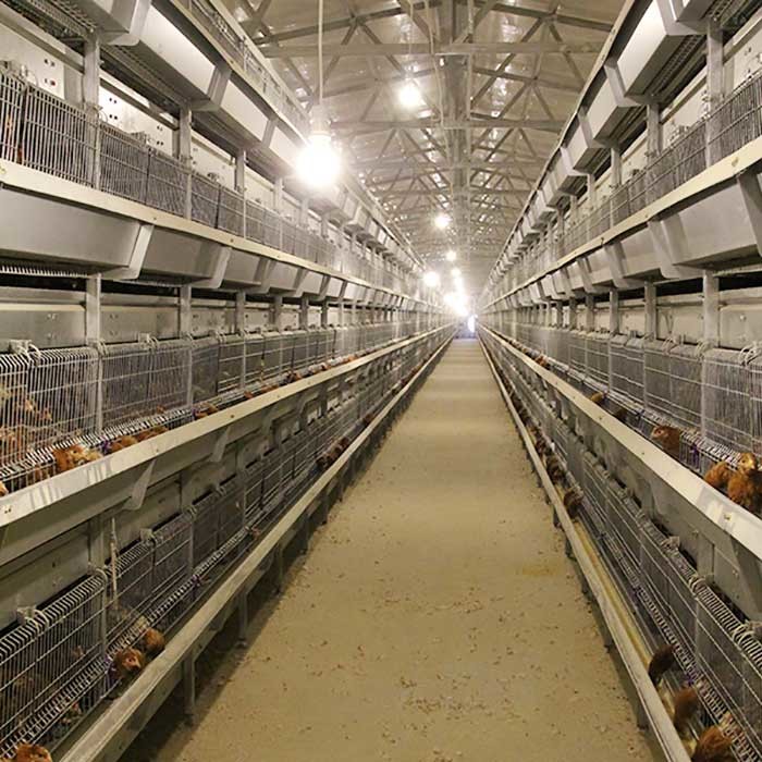 192 Birds Fully Automatic Baby Chick Battery Poultry Cage For Raise Chicken