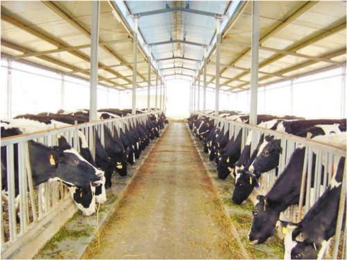 Energy-efficient Light Weight Steel Structural Framing Cowshed Systems With Single Long Span