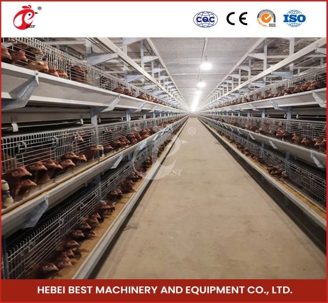 High Density Poultry Farming Broiler Chicken Cage 112 Birds For Day Old Farm House Ada