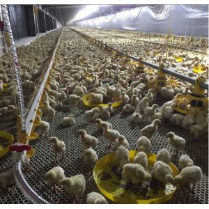 China Fully Auto Chicken Feed Auger System Poultry Auger Feeder For Farm on sale