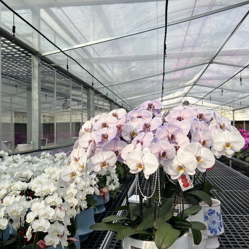 Venlo Glass Greenhouse Hydroponics System for Vegetables