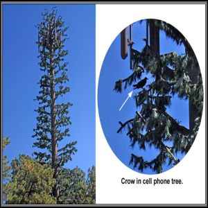 Disguised Tree Antenna Tower Weatherproof Steel 20m WiFi Signal Residential