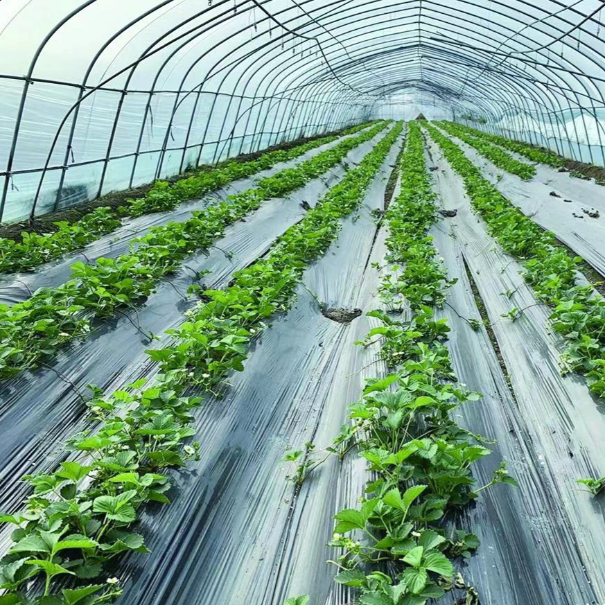 Tunnel Film Greenhouse with Single Layer Film