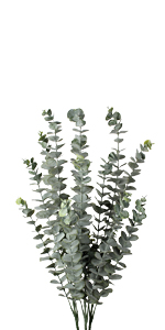 eucalyptus stems