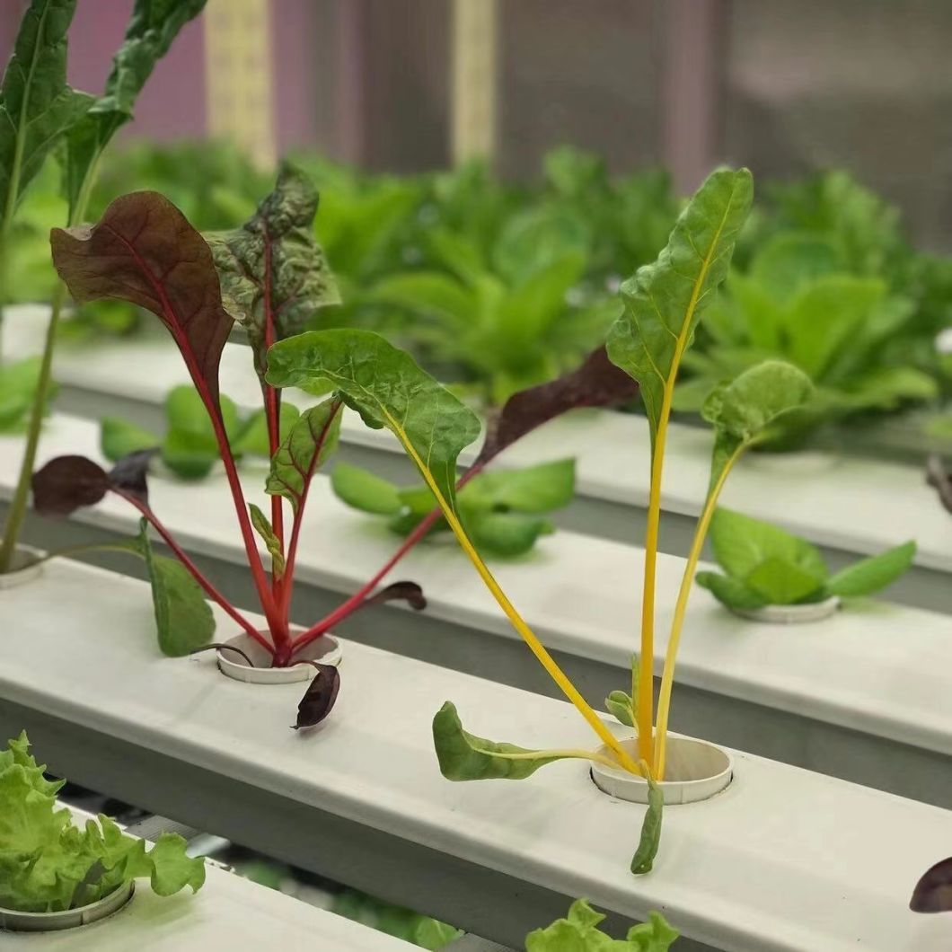 Vegetable Container Greenhouse with Roofing Sheet