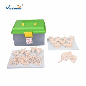 Vertebral Column Disarticulate 20kgs PVC Human Anatomy Model