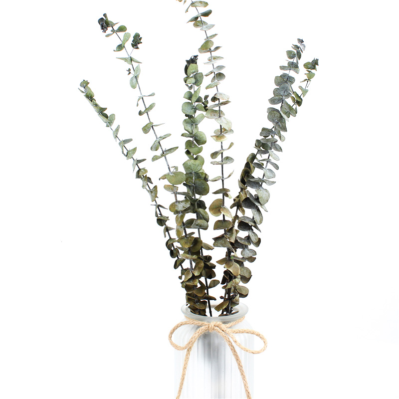 Long Lasting Dried Eucalyptus Leaves , Dried Eucalyptus Decor Eternal Life