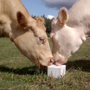 China ODM High Strength Fence Accessories Nutrition Cow Lick Block on sale