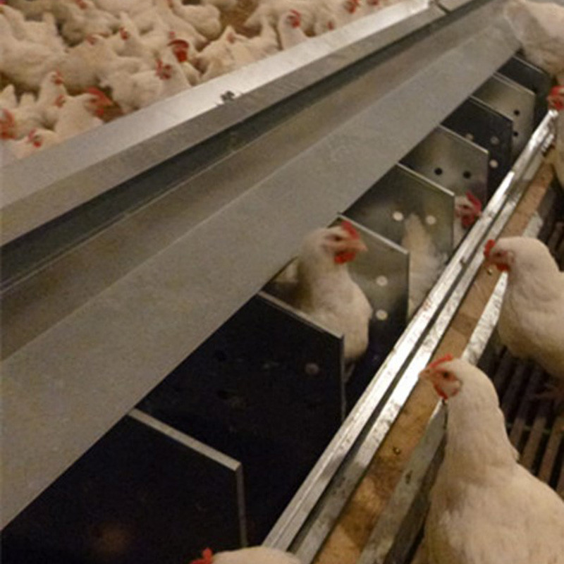 Automatic Poultry Egg Collection System 20 Holes For Breeder Layer