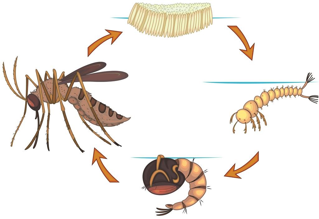 Biological Mosquito Larvae Killer MDV BTi Insecticide for Mosquito Larvae Breeding Places