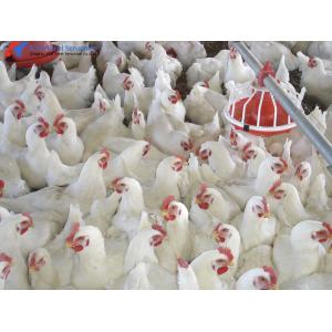 China Custom Broiler Poultry Equipment Automatic Broiler Feeding System on sale