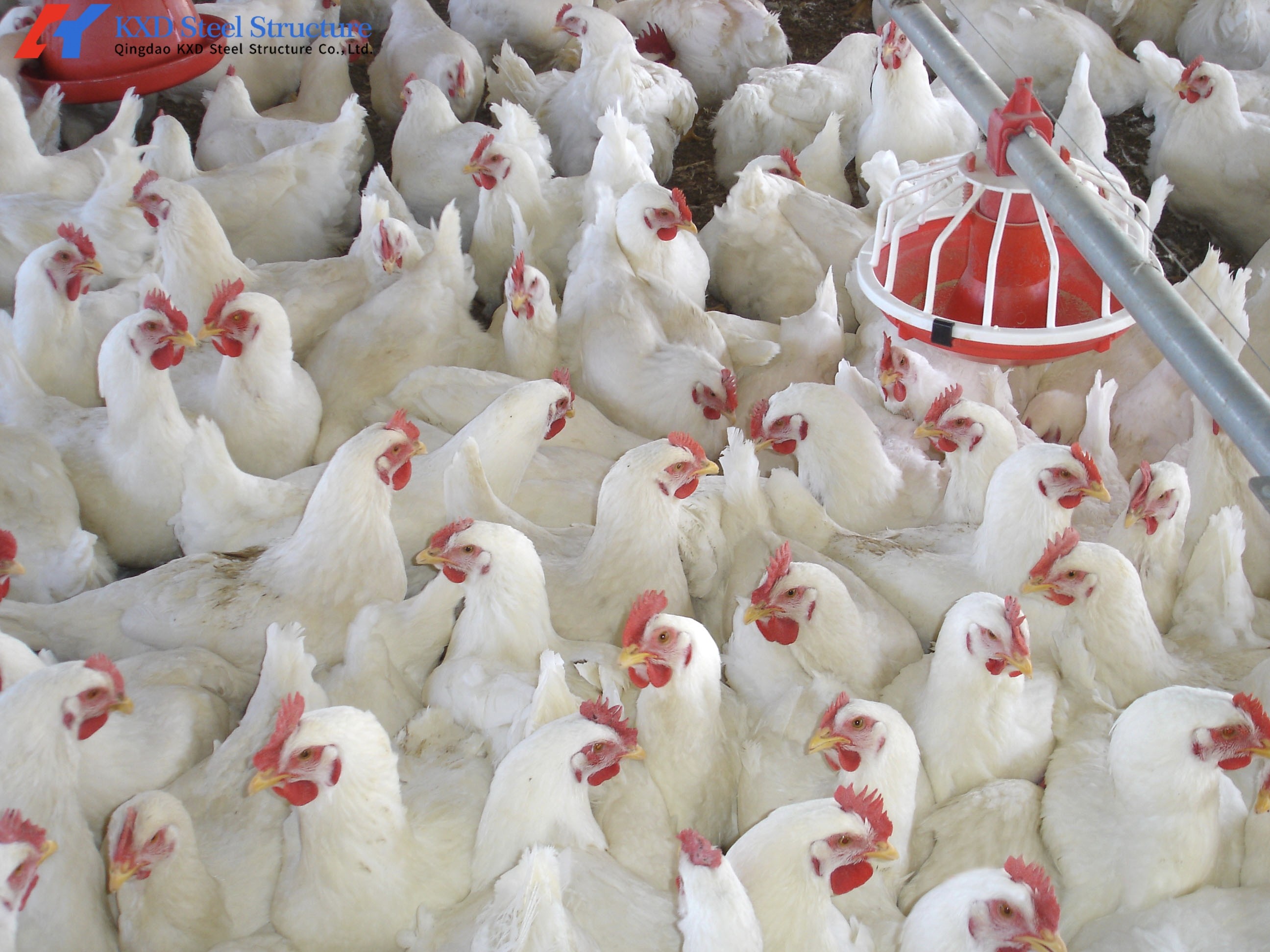 Size Customized Steel Poultry House Broiler Poultry Shed With Automatic Equipment