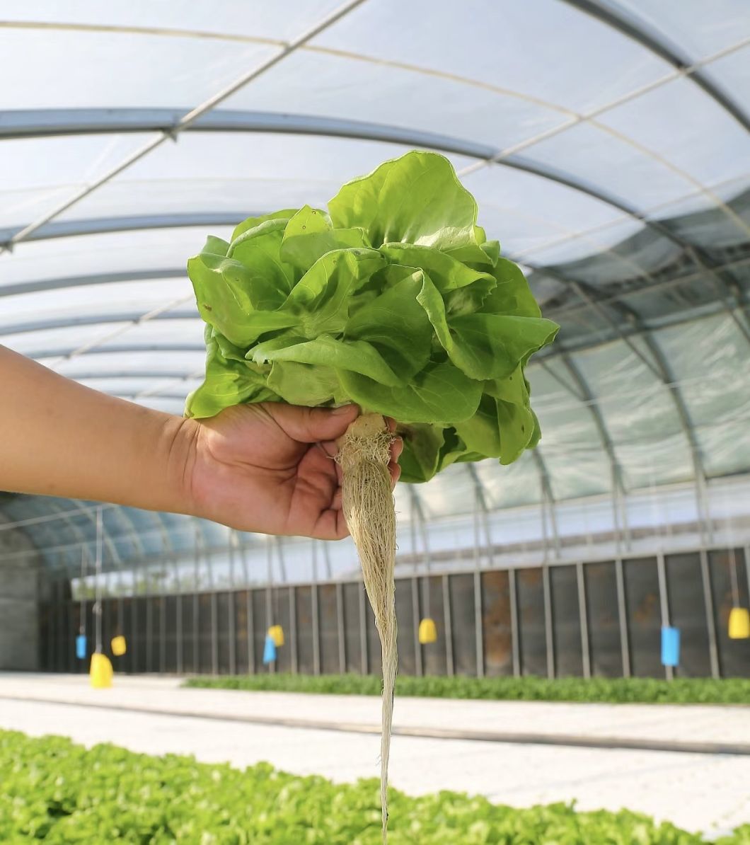 Greenhouse Suitable for Soilless Cultivation of Vegetables and Fruits