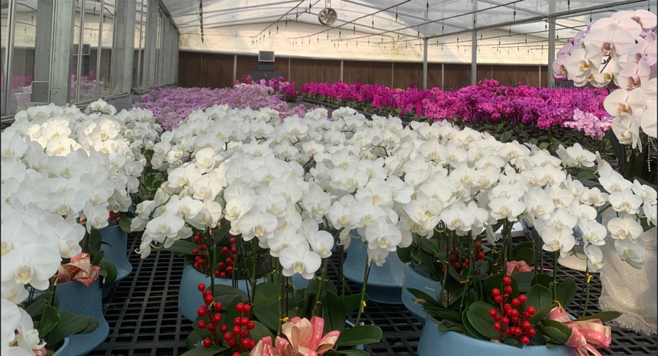 Vegetables Planting Single-Arch Design Greenhouse From USA/Canada