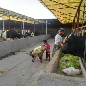 2.4X2X2.1M Hydroponic Fodder Sprouting System Automatic Seed Germinator Machine