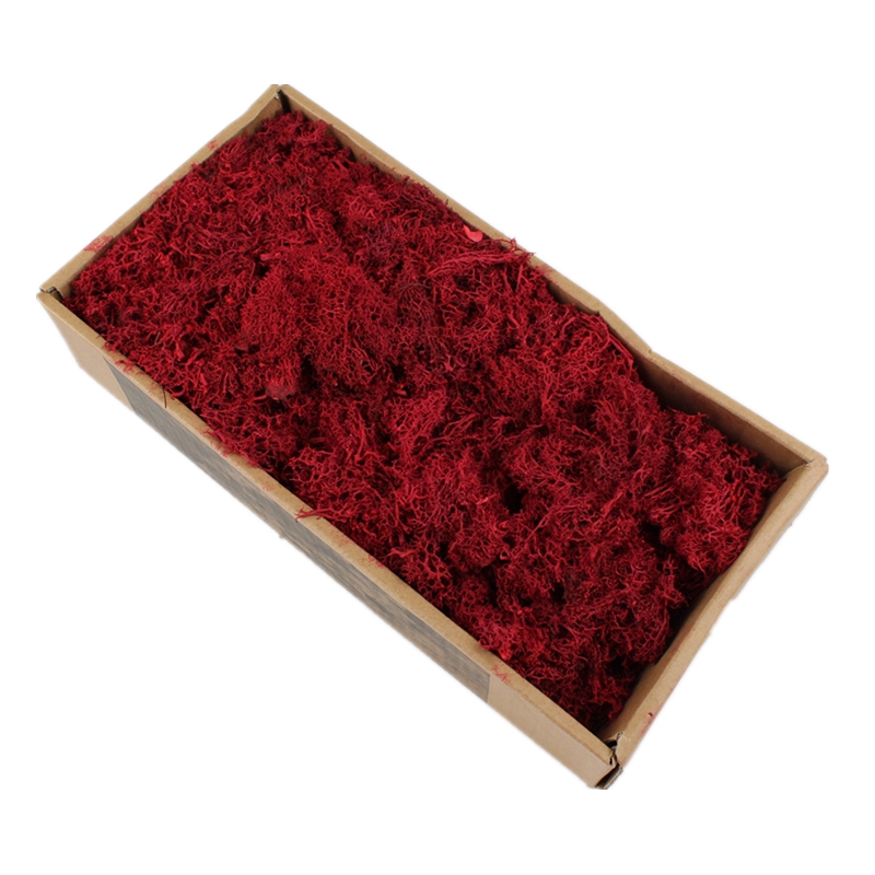 Eco Friendly Preserved Natural Moss Custom Color For House Wall Decoration
