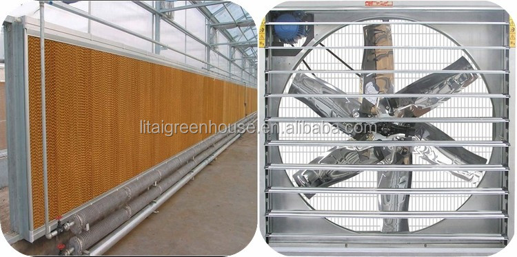 Single Layer Multi-Span Agricultural Greenhouses for Large-Scale Tomato Plant Farming