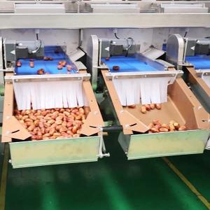 Size Classification 2.0 Tons Per Hour 8-Lane Palm Dates Sorting Machine
