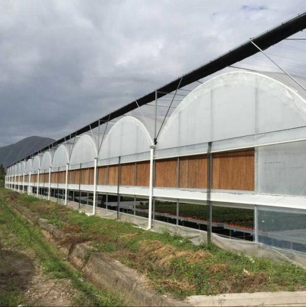 Large Size Clear Plastic Film Greenhouse Multi Span 3-6m Gutter Height