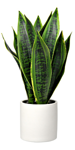 snake plant