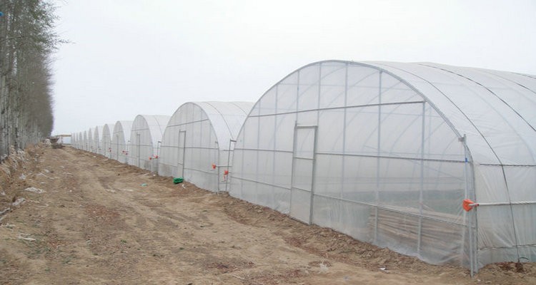Stable Structure Tunnel Greenhouse for Vegetable Fruits Flowers in Ghana Easy Assembly