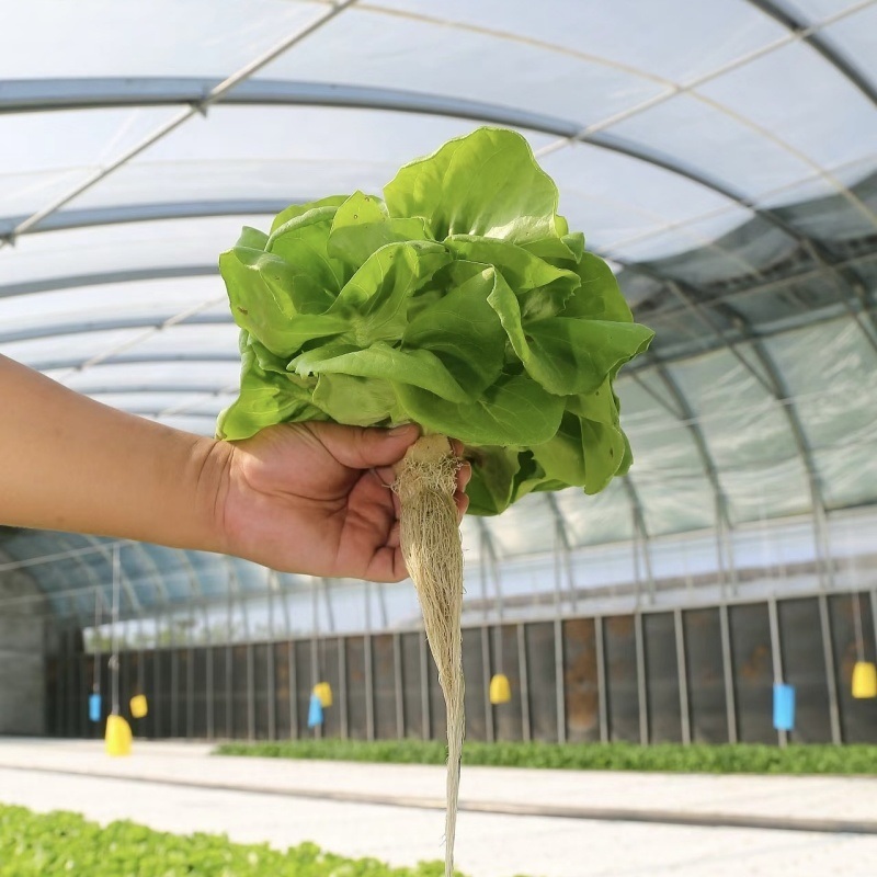 Water Pipe Tunnel Greenhouse for Tomatoes and Strawberries