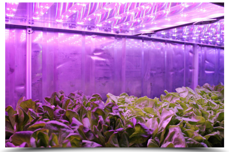 Temperature Climate Control 40 Foot Container Hydroponic Farm Greenhouse Agricultural Growing System