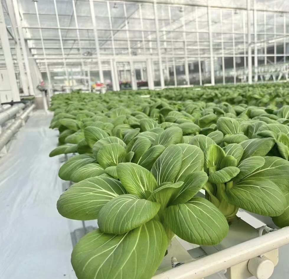 Tomato Cucumber Strawberry Growing System in Greenhouse