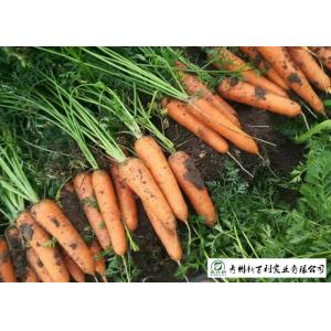 China Multipurpose Orange Carrot Contain Hypoglycemic Substances Easy Store on sale