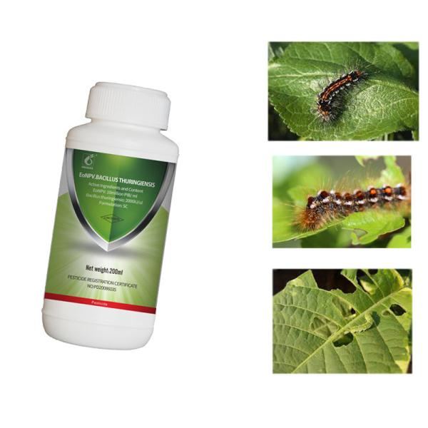 Organic Pesticide Kill Tea Geometrid Caterpillar Fly Effective Sustainable