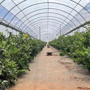 China Steel Structure Multi-Span Cocopeat Soil Greenhouse for Vegetable Production Solutions on sale