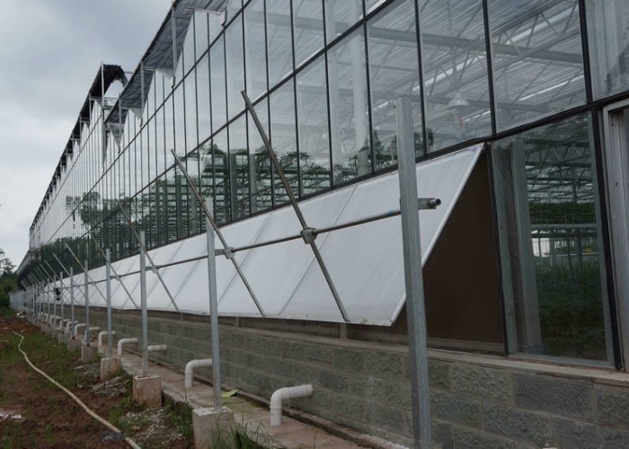 12m Span Gutter Connected Venlo Tempered Glass Greenhouse For Flowers 12x10 12x12 12x14