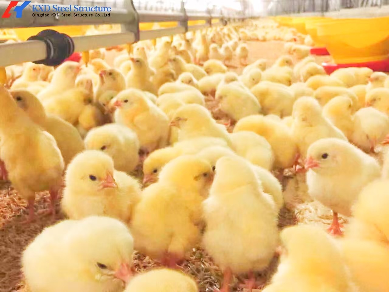Size Customized Steel Poultry House Broiler Poultry Shed With Automatic Equipment