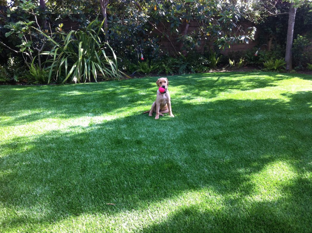Eco Friendly Trugrass Pets Turf Animal Mat Safe For Dogs CE SGS Standard