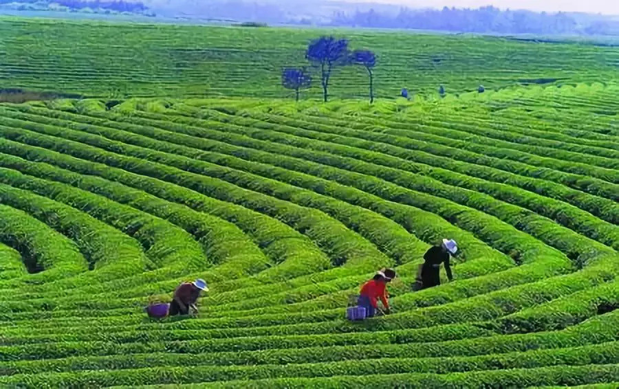 Private Label healthy Dark Chinese Tea brick Organic OEM Customized Package