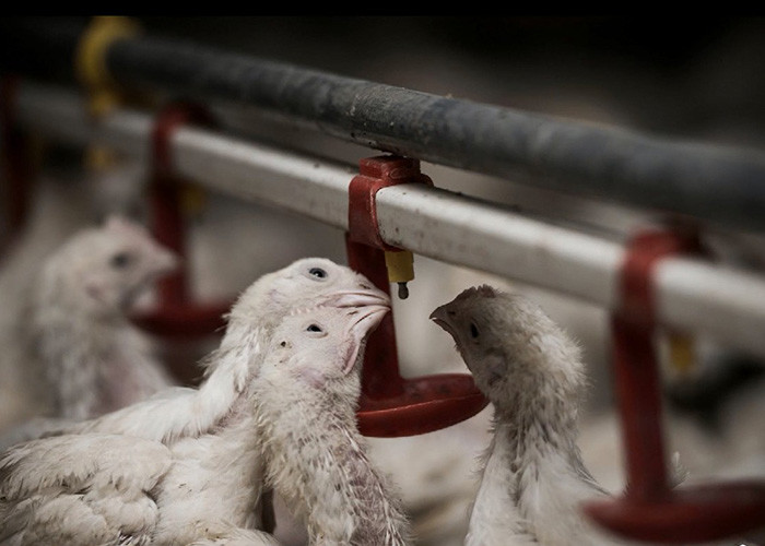 OEM ODM Chicken Farm Equipment Poultry Farming Drinker And Feeder