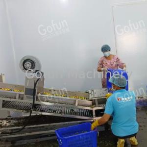 Pineapple Processing Line for Juice Concentrate and Dried Fruit