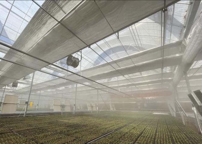 Tomato Cucumber Lettuce Growing System