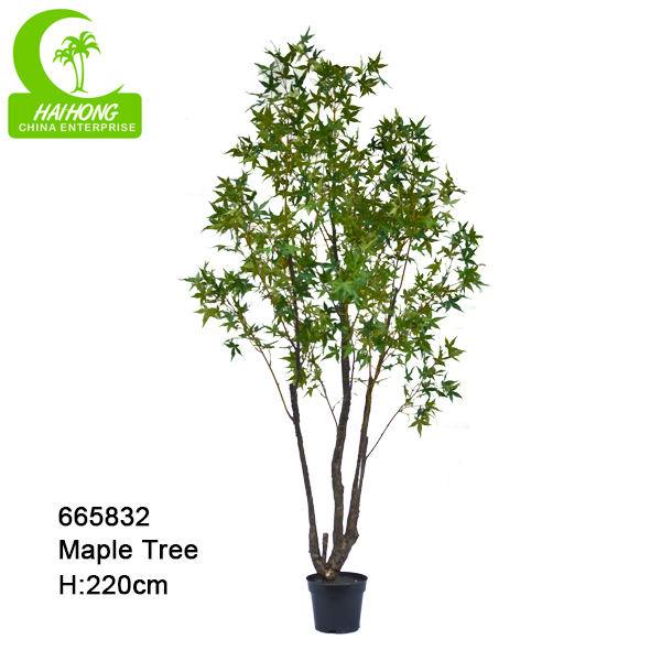 chinese maple tree