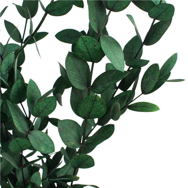 Long Lasting Dried Eucalyptus Leaves , Dried Eucalyptus Decor Eternal Life
